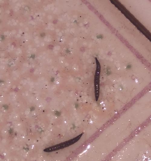 饮水机内有虫子，怎么处理（安全饮水从细节抓起）