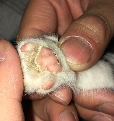小猫爪充电器拆解步骤是什么？拆开后如何正确组装？